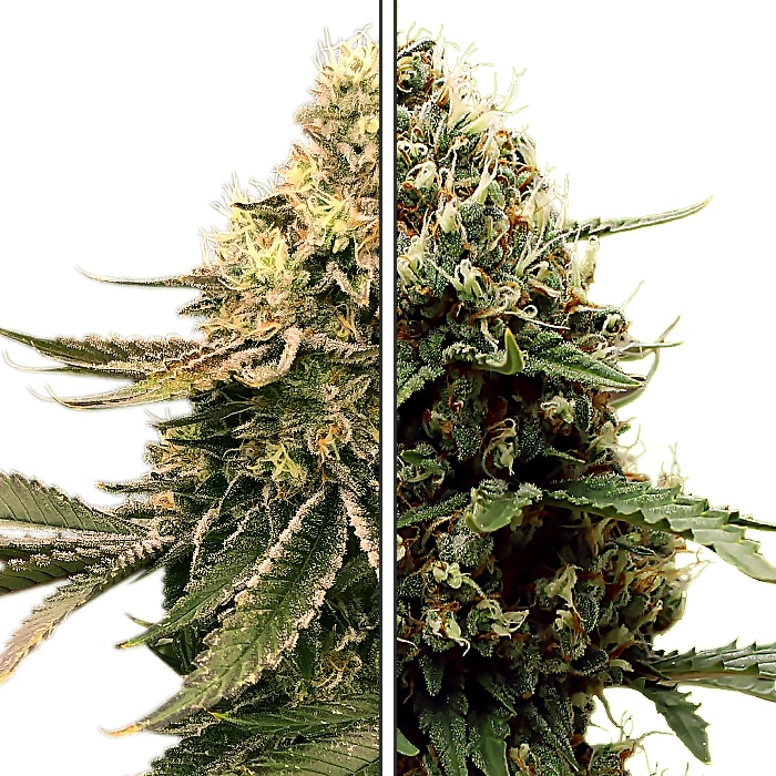 Georgia Pie x Runtz - Feminized Cannabis Seeds - Georgia Pie Crossed Runtz