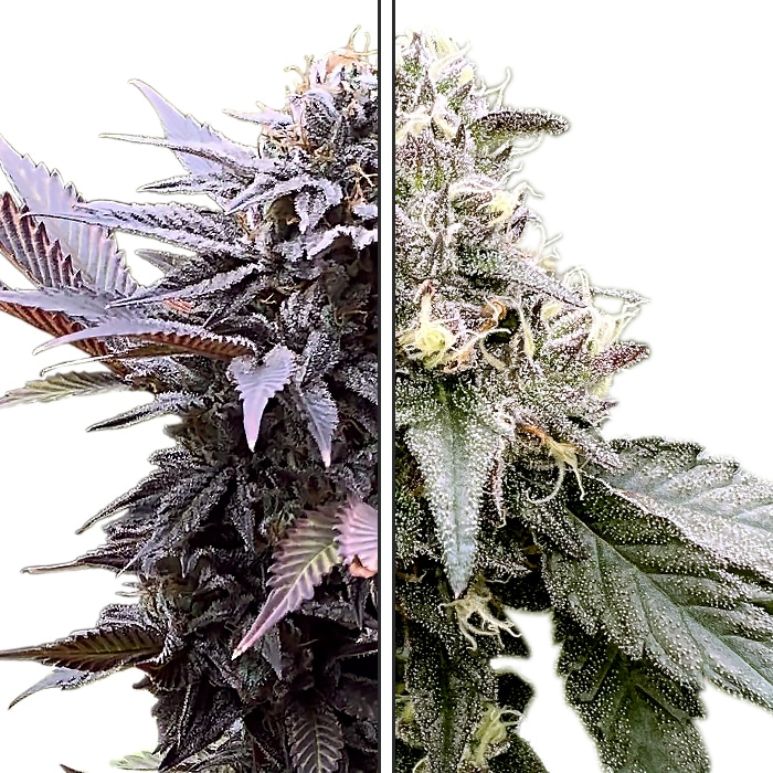 GMO Garlic Cookies x Red Velvet - Feminized Cannabis Seeds - Gmo Garlic Cookies Crossed Red Velvet