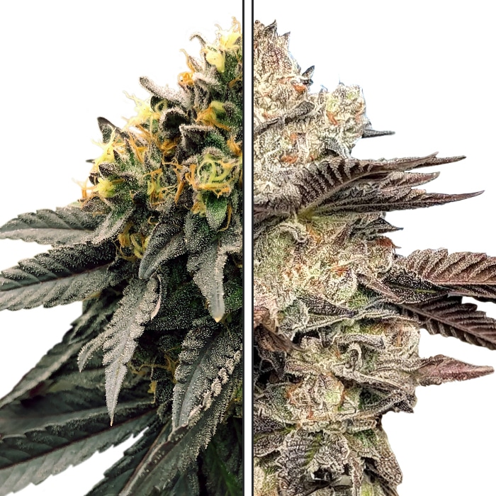 Grape Pie x Gelato 41 - Feminized Cannabis Seeds - Grape Pie Crossed Gelato