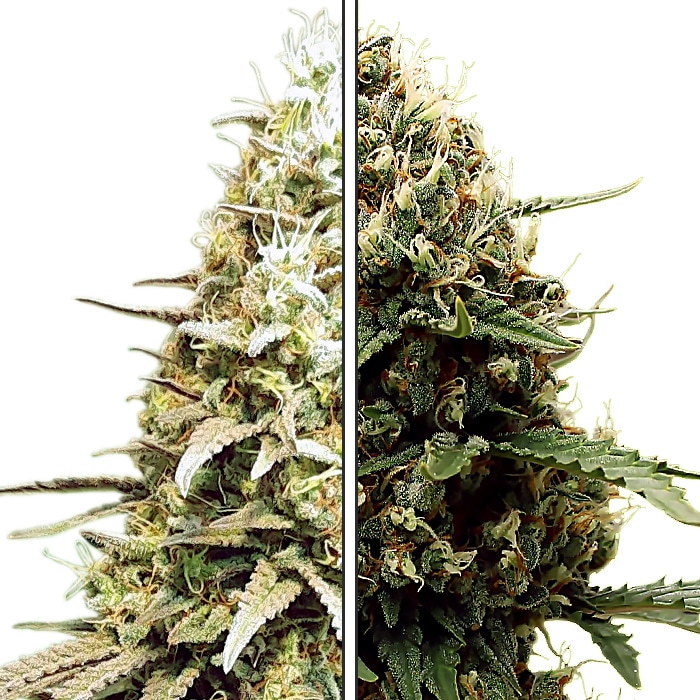 Kush Mints x Runtz - Feminized Cannabis Seeds - Kush Mintz Crossed Runtz