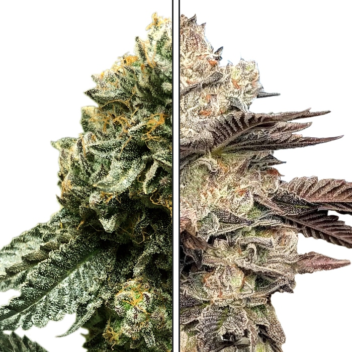 Melonade x Gelato 41 - Feminized Cannabis Seeds - Melonade Crossed Gelato