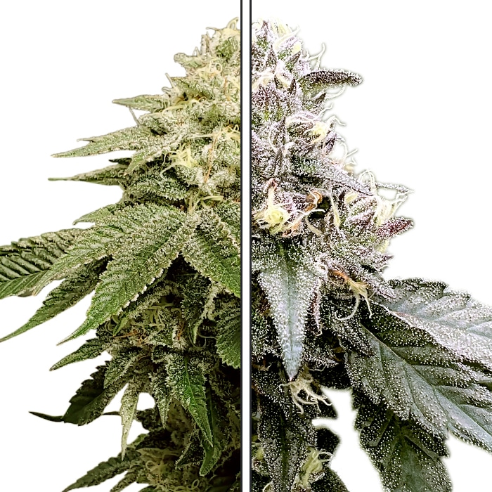 MotorBreath x Red Velvet - Feminized Cannabis Seeds - Motor Breath Crossed Red Velvet