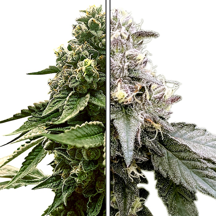 Pluto x Red Velvet - Feminized Cannabis Seeds - Pluto Crossed Red Velvet