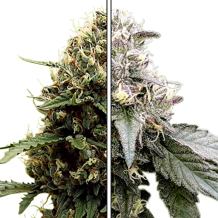 Runtz x Red Velvet - Feminized Cannabis Seeds - Runtz Crossed Red Velvet