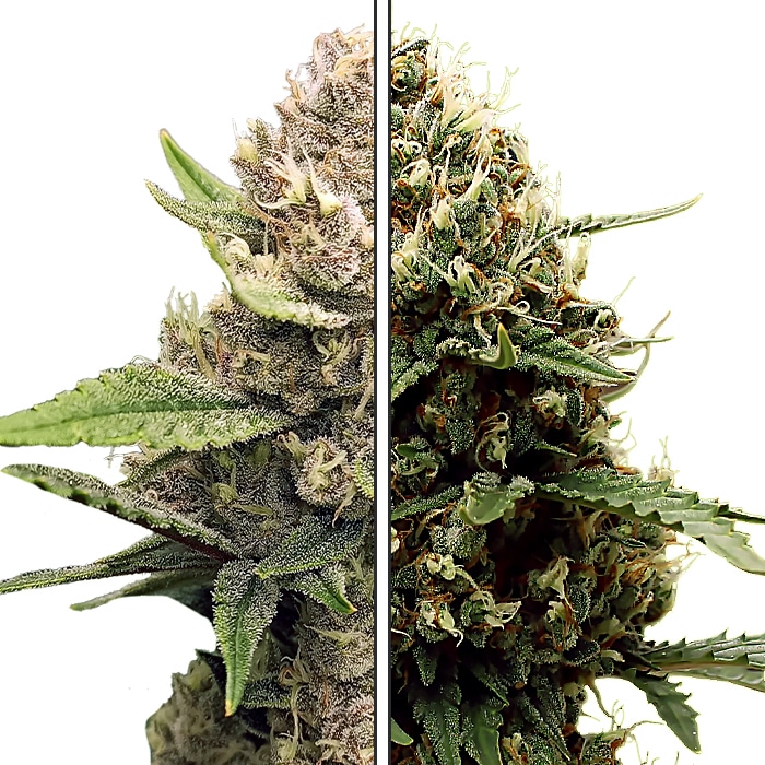 Tropicana Cookies x Runtz - Feminized Cannabis Seeds - Tropicana Cookies Crossed Runtz