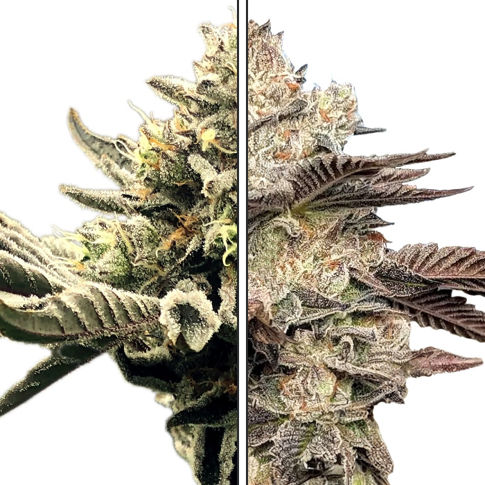 White Runtz x Gelato 41 - Feminized Cannabis Seeds - White Runtz Crossed Gelato