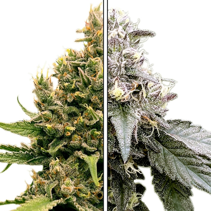 Zkittles x Red Velvet - Feminized Cannabis Seeds - Zkittlez Crossed Red Velvet