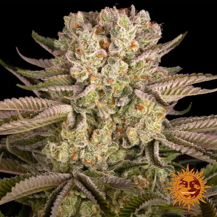 Pineapple Express – NuPeddler