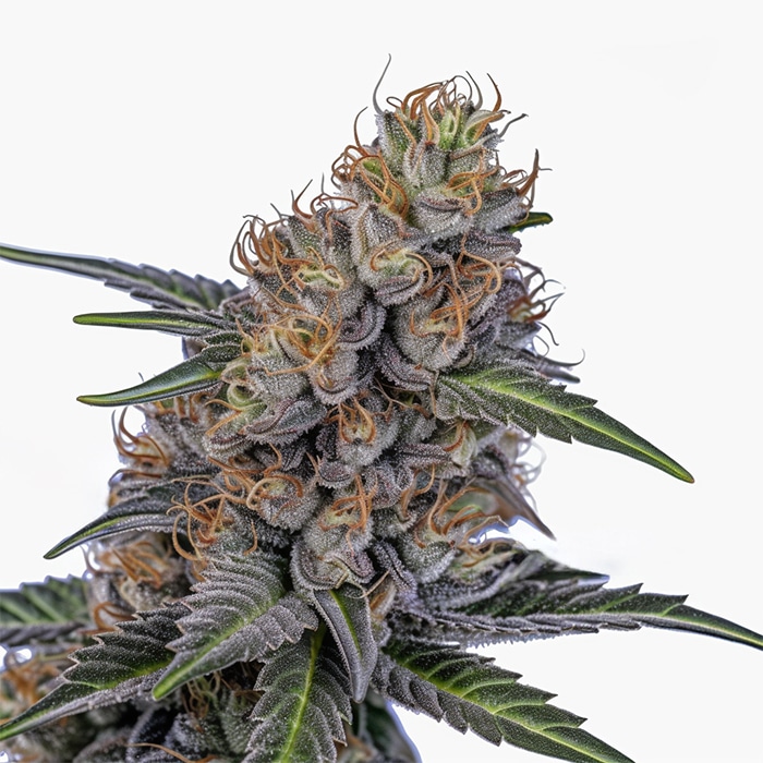 GMO Garlic Cookies Feminized Cannabis Seeds - NuPeddler.com