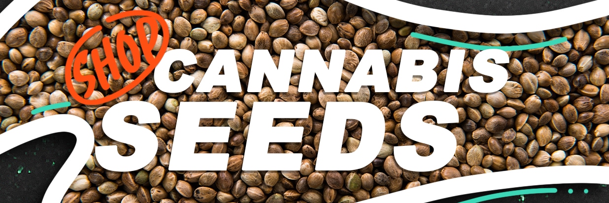 Cannabis Seeds Mobile Header